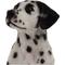 Show in main carousel: Hi-Line Gift Sitting Dalmation Statue, 20.5-in slide 6 of 6
