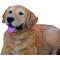 Show in main carousel: Hi-Line Gift Golden Retriever Lying Down Statue, 14-in slide 5 of 5
