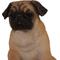 Show in main carousel: Hi-Line Gift Sitting Pug Statue, 11-in slide 5 of 5