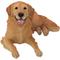 Show in main carousel: Hi-Line Gift Golden Retriever Lying Down Statue, 14-in slide 1 of 5