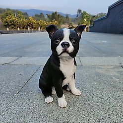 Hi-Line Gift Chic Boston Polyresin Statue, 11.61-in