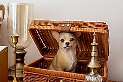Hi-Line Gift Sitting Chihuahua Statue, 9.5-in