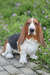 Hi-Line Gift Basset Hound Statue, 16-in