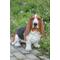 Show in main carousel: Hi-Line Gift Basset Hound Statue, 16-in slide 1 of 5