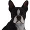 Show in main carousel: Hi-Line Gift Boston Terrier Statue, 16.5-in slide 6 of 6