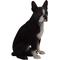 Show in main carousel: Hi-Line Gift Boston Terrier Statue, 16.5-in slide 3 of 6