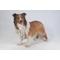 Show in main carousel: Hi-Line Gift Collie Statue, 21.5-in slide 2 of 5