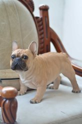 Hi-Line Gift French Bulldog Statue, 13-in