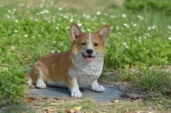 Hi-Line Gift Corgi Statue, 13.25-in
