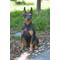 Show in main carousel: Hi-Line Gift Sitting Doberman Pinscher Statue, 24-in slide 1 of 5