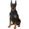 Show in main carousel: Hi-Line Gift Sitting Doberman Pinscher Statue, 24-in slide 2 of 5