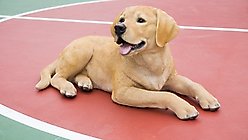 Hi-Line Gift Yellow Labrador Retriever Lying Down Statue, 14.29-in