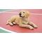 Show in main carousel: Hi-Line Gift Yellow Labrador Retriever Lying Down Statue, 14.29-in slide 1 of 7