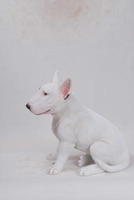 Show full view: Hi-Line Gift Bull Terrier Statue, 15.75-in slide 2 of 4