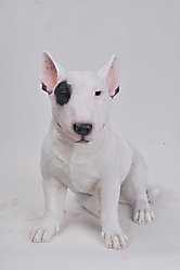 Hi-Line Gift Bull Terrier Statue, 15.75-in