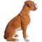 Show in main carousel: Hi-Line Gift Sitting Boxer Statue, 18.5-in slide 3 of 5