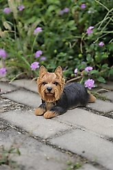 Hi-Line Gift Yorkshire Terrier Lying Down Statue, 4.53-in