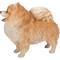 Show in main carousel: Hi-Line Gift Standing Pomeranian Statue, 11.61-in slide 3 of 9