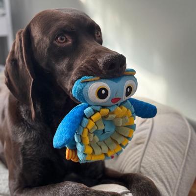 Show full view: Zanies Sniffari Dinosaur with Squeaker Dog Chew Toy slide 3 of 3