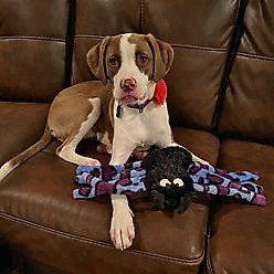 Zanies Silky Plush Spider Squeaky Dog Chew Toy slide 2 of 3