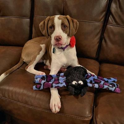 Show full view: Zanies Silky Plush Spider Squeaky Dog Chew Toy slide 2 of 3
