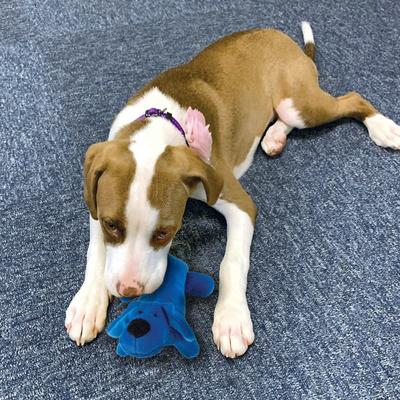 Show full view: Zanies Neon Yelper Squeaky Dog Chew Toy, Blue, Large slide 2 of 3