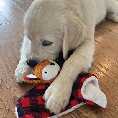 Show full view: Zanies Buffalo Check Fox Puppy Blanket Squeaky Dog Chew Toy slide 5 of 6