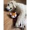 Show in main carousel: Zanies Buffalo Check Fox Puppy Blanket Squeaky Dog Chew Toy slide 6 of 6