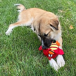 Zanies 1st Responder Fireman Squeaky Dog Chew Toy slide 2 of 2