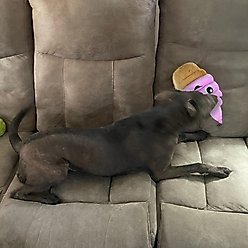 Chomper Food Junkeez Plush IceCream Cone Squeaky Dog Chew Toy slide 2 of 2