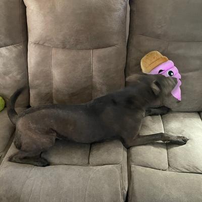 Show full view: Chomper Food Junkeez Plush IceCream Cone Squeaky Dog Chew Toy slide 2 of 2