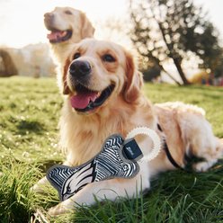 Pets First Philadelphia Eagles Zubaz Dental Ring Dog Toy slide 2 of 4
