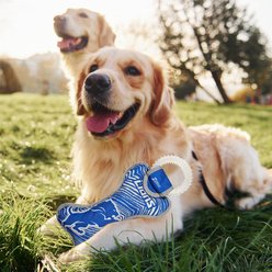 Pets First Detroit Lions Zubaz Dental Ring Dog Toy slide 2 of 4