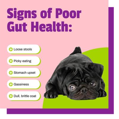 Show full view: Pet Naturals BusyButter Balanced Belly Pumpkin & Probiotic Peanut Butter Flavored Dog Chews, Medium/Large, 4 count slide 8 of 11