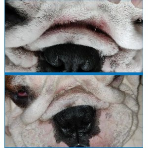 Squishface Wrinkle Wipes Dog Grooming Wipes, 80 count