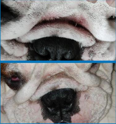 Show full view: Squishface Wrinkle Wipes Dog Grooming Wipes, 80 count slide 4 of 8