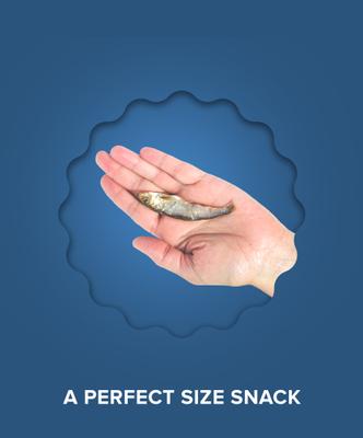 Show full view: Plato Wild Caught Baltic Sprat Dehydrated Dog Treats, 7.5-oz bag slide 7 of 8