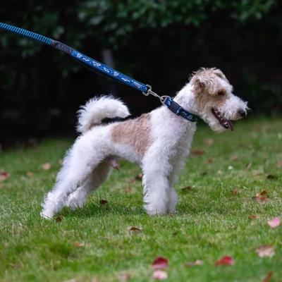 Show full view: PawTrk TrailLead Dog Leash, Ocean Blue, One Size slide 7 of 7