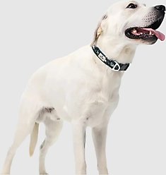 PawTrk EverBark Dog Collar, Forest Green, Medium slide 2 of 7