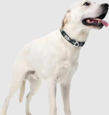 Show full view: PawTrk EverBark Dog Collar, Forest Green, Small slide 7 of 8