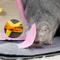 Show in main carousel: Happy & Polly Fish Adventure Cat Sniffing Mat Tunnel, Grey slide 6 of 10
