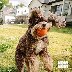 Nom Nom Probiotic Support GI Targeted Digestive Health Powder Supplement Dog Food Topper, 2.12-oz jar slide 2 of 7