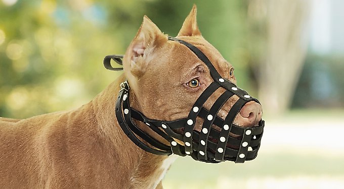 CollarDirect Airtag Dog Collar