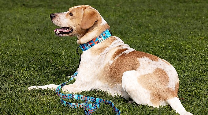 CollarDirect Airtag Dog Collar