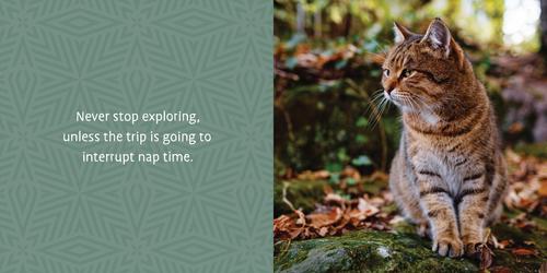 Show full view: Life Lessons from Cats! slide 2 of 4