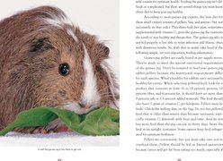 Complete Care Made Easy: Guinea Pigs slide 2 of 4