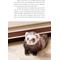 Show in main carousel: Complete Care Made Easy: Ferrets slide 3 of 4