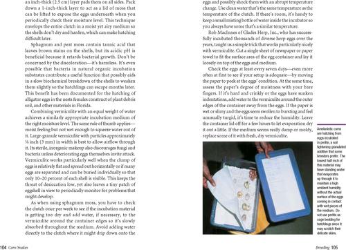 Show full view: Corn Snakes slide 3 of 4