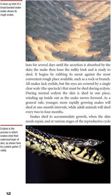 Show full view: Garter and Water Snakes slide 2 of 4