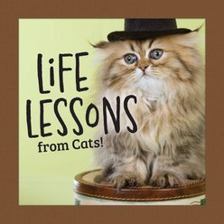 Life Lessons from Cats!